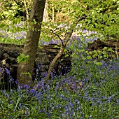 HYACINTHOIDES NON-SCRIPTA, ENGLISH BLUEBELL WOOD