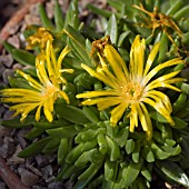 DELOSPERMA GOLD NUGGETT