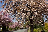 PRUNUS, FLOWERING CHERRIES LINING SUBURBAN STREET