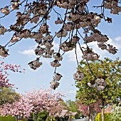 PRUNUS, FLOWERING CHERRIES LINING SUBURBAN STREET