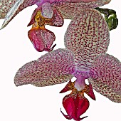 PHALAENOPSIS, MANIPULATED