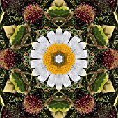 PATTERN OF FLOWERS ON THE STREETS OF FUNCHAL, MADEIRA, 2008, KALEIDOSCOPIC