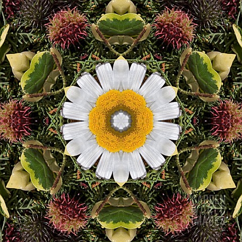 PATTERN_OF_FLOWERS_ON_THE_STREETS_OF_FUNCHAL_MADEIRA_2008_KALEIDOSCOPIC