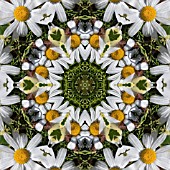 PATTERN OF FLOWERS ON THE STREETS OF FUNCHAL, MADEIRA, 2008, KALEIDOSCOPIC