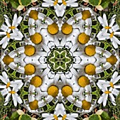 PATTERN OF FLOWERS ON THE STREETS OF FUNCHAL, MADEIRA, 2008, KALEIDOSCOPIC