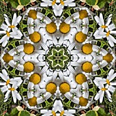 PATTERN OF FLOWERS ON THE STREETS OF FUNCHAL, MADEIRA, 2008, KALEIDOSCOPIC