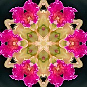 ORCHIDS, KALEIDOSCOPIC