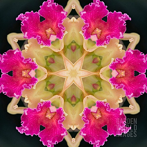 ORCHIDS_KALEIDOSCOPIC