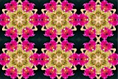 ORCHIDS MANIPULATED, KALEIDOSCOPIC
