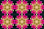 ORCHIDS MANIPULATED, KALEIDOSCOPIC