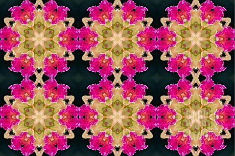 ORCHIDS_MANIPULATED_KALEIDOSCOPIC