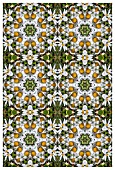 DAISY KALEIDOSCOPIC