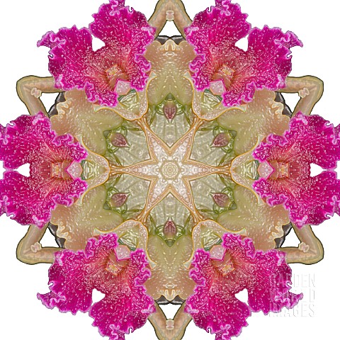 ORCHIDS_KALEIDOSCOPIC_MANIPULATED