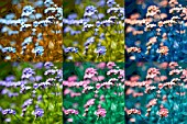 MYOSOTIS, FORGET-ME-NOTS, MANIPULATED, COLOURISED, POP ART STYLE