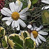 PATTERN OF FLOWERS ON THE STREETS OF FUNCHAL, MADEIRA, 2008, MANIPULATED