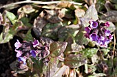 PULMONARIA LEWIS PALMER