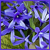 PETREA VOLUBILIS ESTRELA AZUL, MANIPULATED