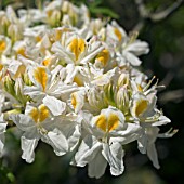 WHITE AZALEA, MAY