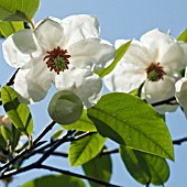 MAGNOLIA WILSONII