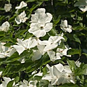 CORNUS EDDIES WHITE WONDER