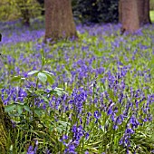 BLUEBELL WOOD AT DOROTHY CLIVE GARDEN, WILLOUGHBRIDGE, SHROPSHIRE, MAY