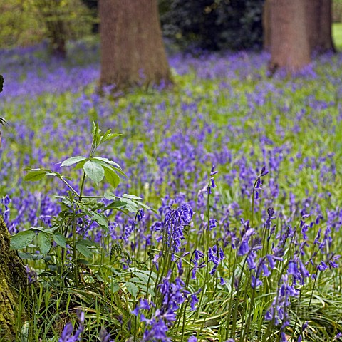 BLUEBELL_WOOD_AT_DOROTHY_CLIVE_GARDEN_WILLOUGHBRIDGE_SHROPSHIRE_MAY