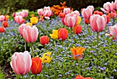 TULIPS AND FORGET-ME-NOTS AT THE DOROTHY CLIVE GARDEN, WILLOUGHBRIDGE, SHROPSHIRE, MAY