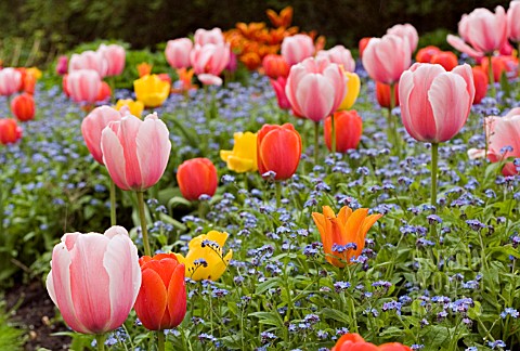 TULIPS_AND_FORGETMENOTS_AT_THE_DOROTHY_CLIVE_GARDEN_WILLOUGHBRIDGE_SHROPSHIRE_MAY