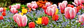 TULIPS AND FORGET-ME-NOTS AT THE DOROTHY CLIVE GARDEN, WILLOUGHBRIDGE, SHROPSHIRE, MAY, MANIPULATED, PANORAMIC
