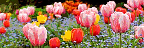 TULIPS_AND_FORGETMENOTS_AT_THE_DOROTHY_CLIVE_GARDEN_WILLOUGHBRIDGE_SHROPSHIRE_MAY_MANIPULATED_PANORA