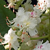 AESCULUS HIPPOCASTANUM, HORSE CHESTNUT FLOWER, MAY