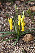 NARCISSUS CYCLAMINEUS