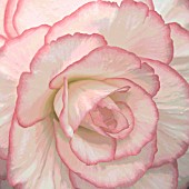 BEGONIA CORDELIA, MANIPULATED