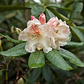 RHODODENDRON MRS BETTY ROBERTSON