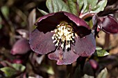 HELLEBORUS NIGER,  LENTEN ROSE