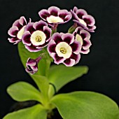 PRIMULA AURICULA ALF