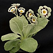 PRIMULA AURICULA WHITE SATIN