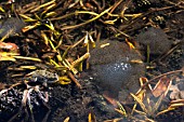 FROG AND FROGSPAWN