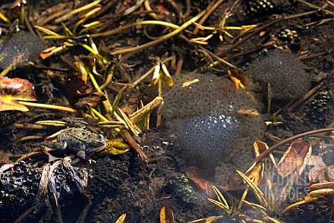 FROG_AND_FROGSPAWN