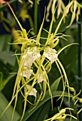 BRASSIA VERRUCOSA, ORCHID