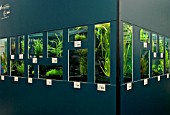 UNDERWATER AND TROPICAL PLANTS ON DISPLAY AT CHELSEA FLOWER SHOW 2008 DESIGNED BY DAVID DOMONEY AND SPONSORED BY BAYER