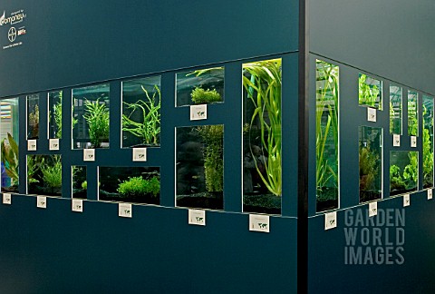 UNDERWATER_AND_TROPICAL_PLANTS_ON_DISPLAY_AT_CHELSEA_FLOWER_SHOW_2008_DESIGNED_BY_DAVID_DOMONEY_AND_