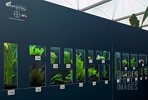 UNDERWATER_AND_TROPICAL_PLANTS_ON_DISPLAY_AT_CHELSEA_FLOWER_SHOW_2008_DESIGNED_BY_DAVID_DOMONEY_AND_