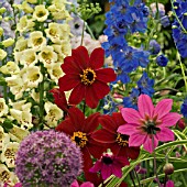 SUMMER FLOWERS IN ASSOCIATION