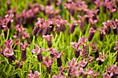 LAVANDULA STOECHAS REGAL SPLENDOUR