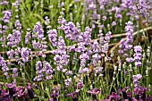 LAVANDULA ANGUSTIFOLIA MELISSA LILAC