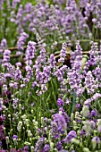 LAVANDULA ANGUSTIFOLIA MELISSA LILAC