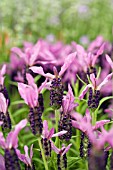 LAVANDULA STOECHAS VICTORY