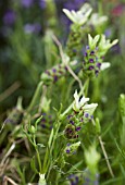 LAVANDULA STOECHAS WHITE CROWN