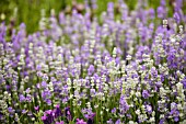 LAVANDULA ANGUSTIFOLIA GRANNYS BOUQUET